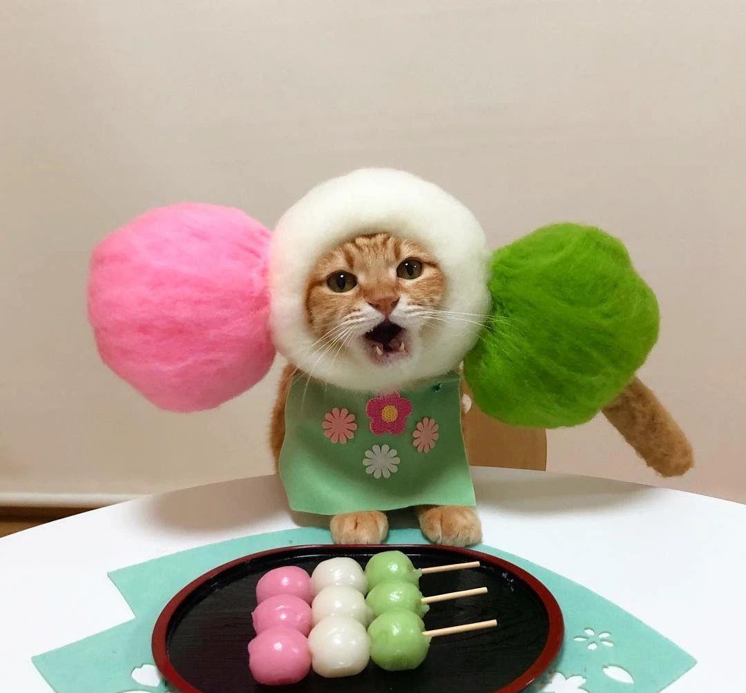 蔡宏志聊时尚|日本网友晒猫照走红ins，一人一猫，一日三餐