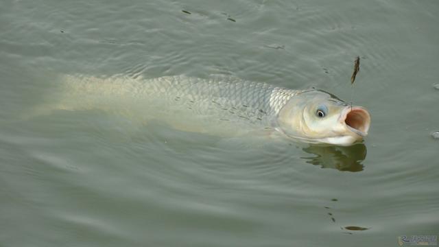 饵料|初夏作钓，如若能改变这三点，就会有不错渔获