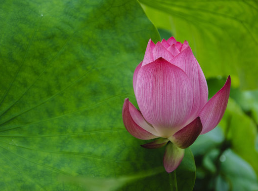 星临天下 步入11月上旬，4属相吉星照耀，运旺财旺桃花旺，生活幸福无忧