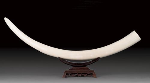 文玩|其貌不扬，盔犀鸟凭什么占据文玩界第一的宝座?