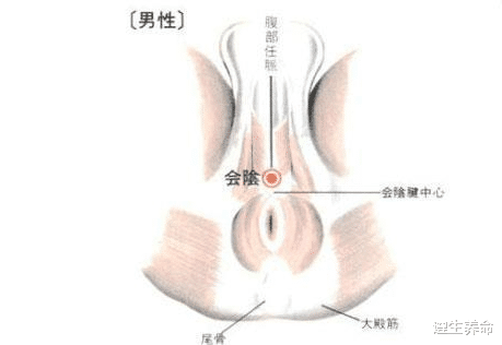 遵生养命|道教养生为何如此重视会阴穴