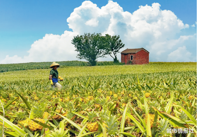 城市情报社 曾经与青岛齐名的湛江，为何却发展不起来？