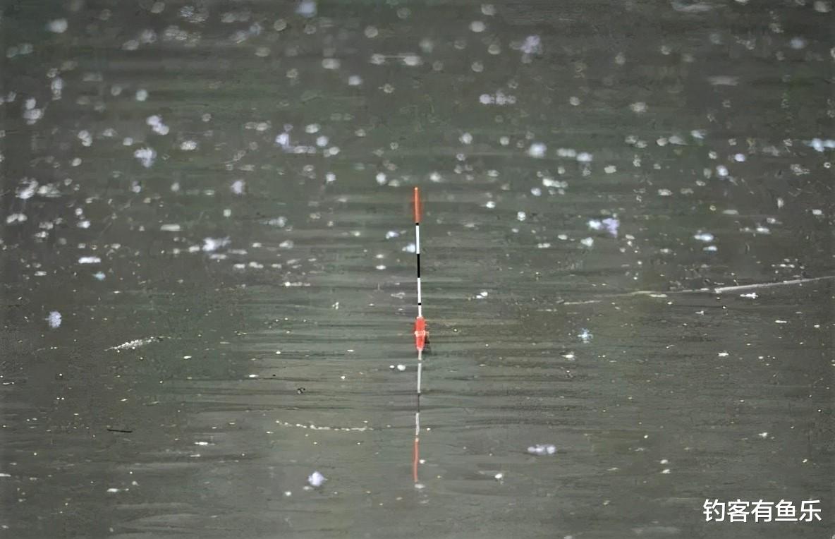 饵料|黑坑野钓这样调漂,拉鱼到爆护