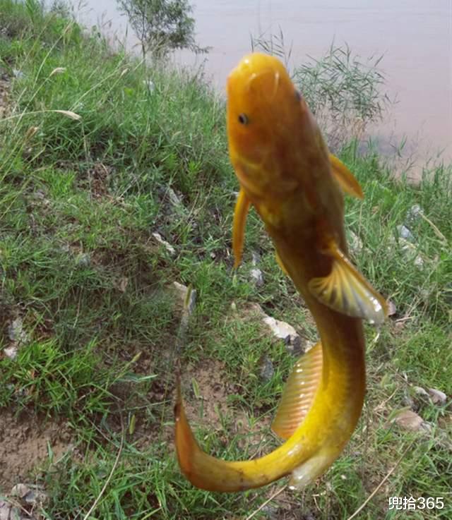 黄河|四川一男子黄河野钓遇怪鱼，长长的尾巴形似黄辣丁，网友：赚大了