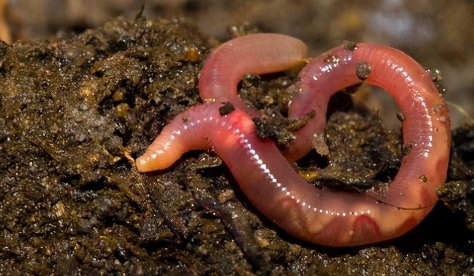 |用蚯蚓钓鱼不会调漂? 两种靠谱调漂方法,怎么用都好——盛世三渔