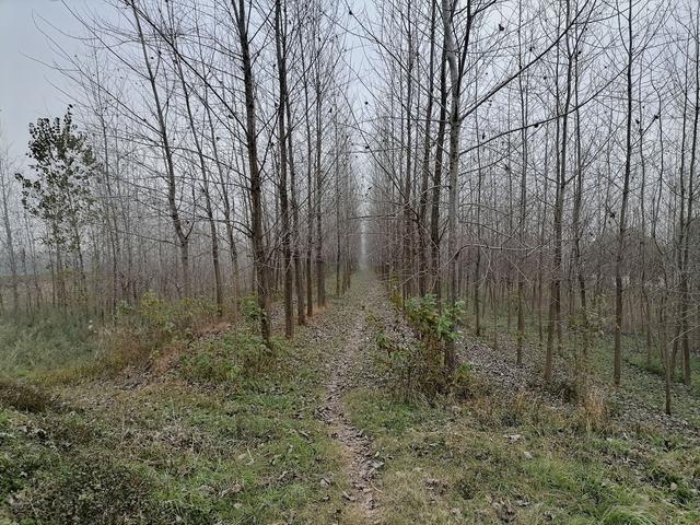 长江日报 武汉两处湿地启动生物多样性调查，无人机搭载红外相机“找”鸟兽藏身之处