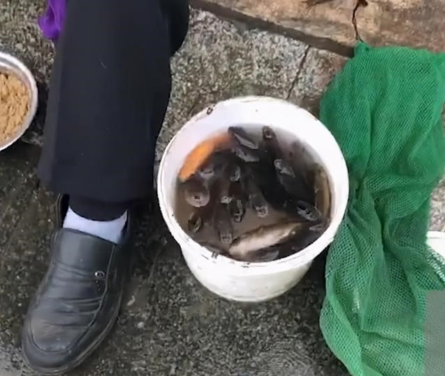 |马路上巴掌大的排水洞钓鱼？没错，一钓就是一桶！钓到大鱼咋办？