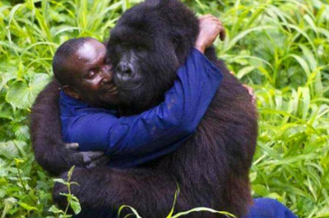 非洲的黑猩猩，是怎樣將艾滋病傳給當地黑人，再傳到全世界的？-圖6