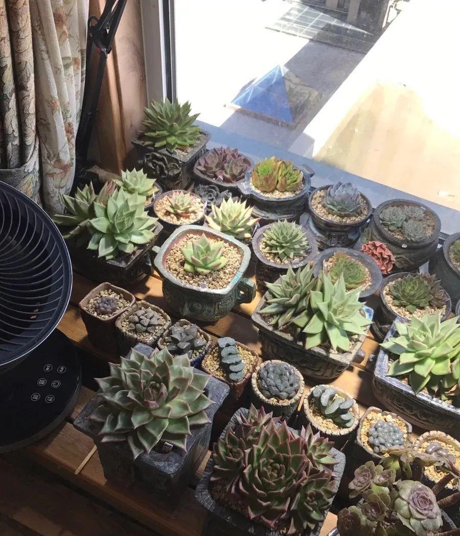 种上阳台|小姑娘说她人生50%的快乐是吃肉，另外50%的快乐是种多肉！