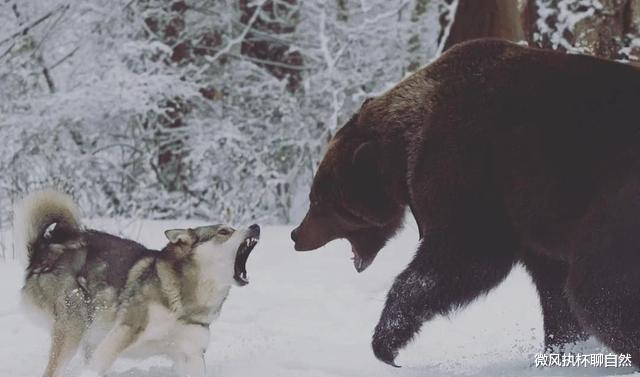 微风执杯聊自然|高原上的生死判官,老虎退去,狼群打败棕熊和雪豹,成为高原一哥