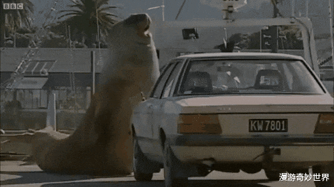 漫游奇妙世界|不比不知道，一只蝌蚪居然能长这么大