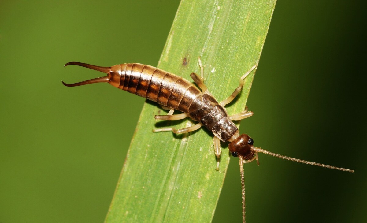猛犸象 有些动物明明是益虫,我们却常常以为它们是害虫