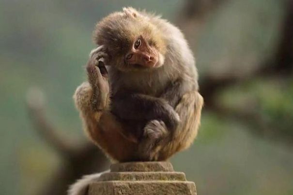 余绿一斗 属猴人：近期，有“痛哭流涕”大事件，佛说一切都是天意