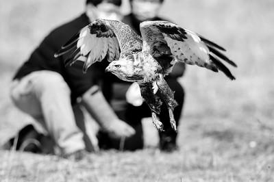 光明网视频 大鵟在北京放归自然