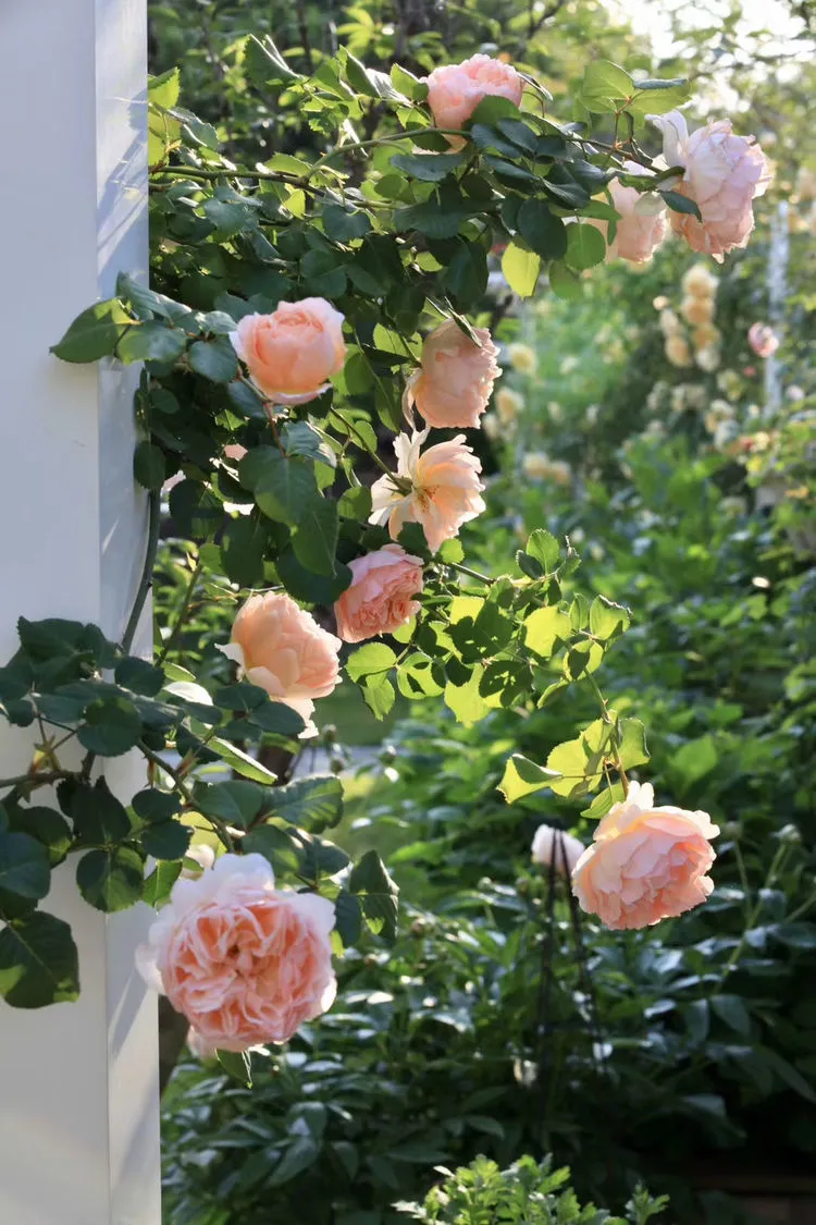 |买了别墅花园房，用5年时间，亲手设计打造400㎡别墅花园，太美了