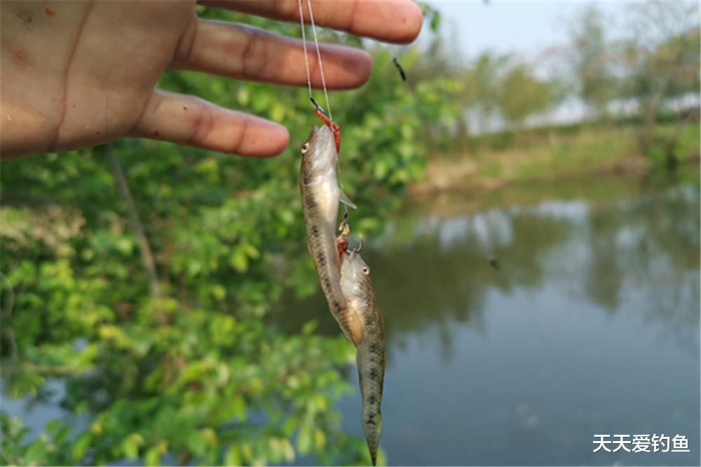 江西|这些小杂鱼让钓鱼人避之不及，让食客趋之若鹜，垂钓方法各有不同