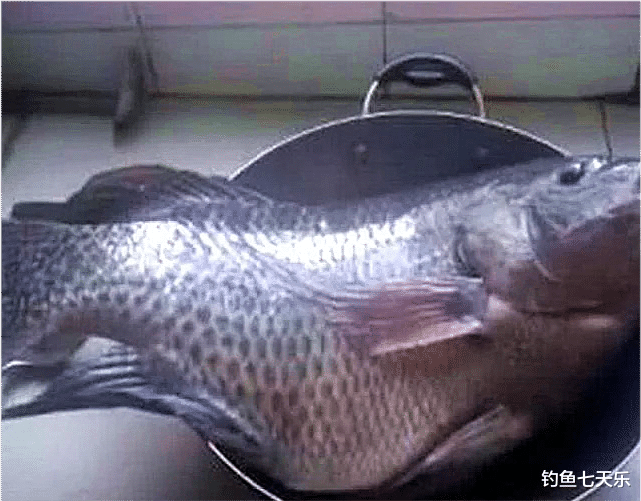 罗非鱼|罗非鱼能长这么大？三亚钓鱼人钓获巨型罗非鱼，连起来比四个手掌还大