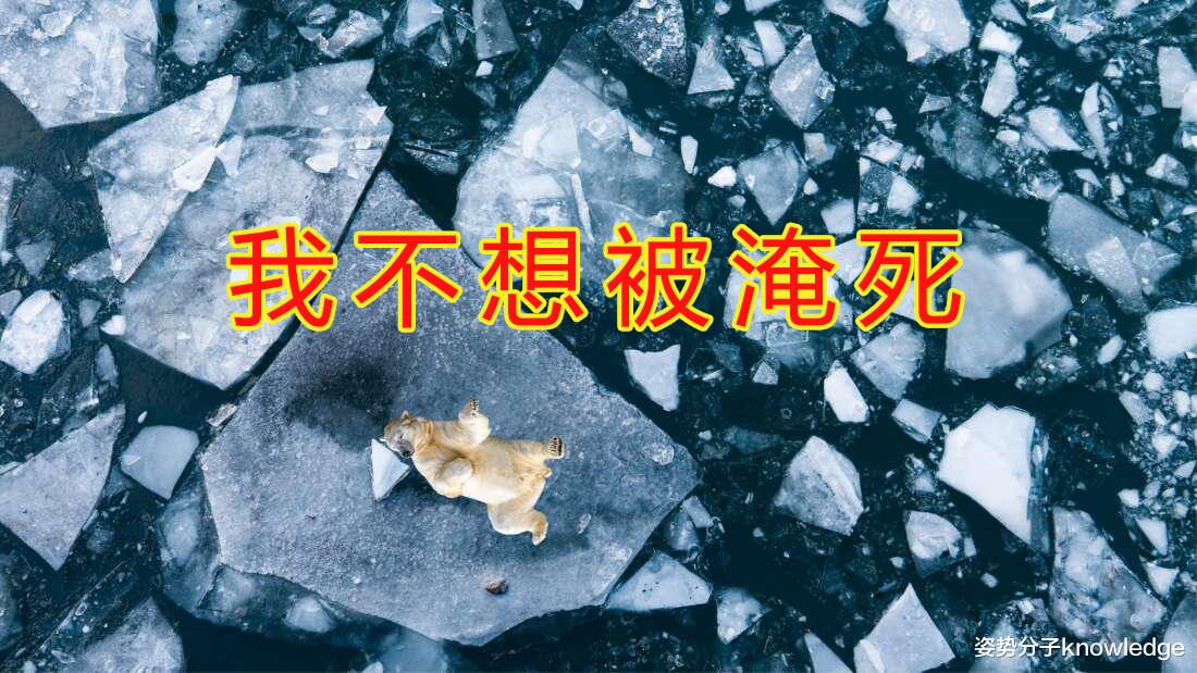 2100年,北极海冰或将全部融解,大量生物面临灭顶之灾