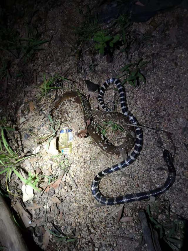 饵料|钓鱼佬都是吃货？蛇口夺鳝还是银环！钓友：局里来一趟