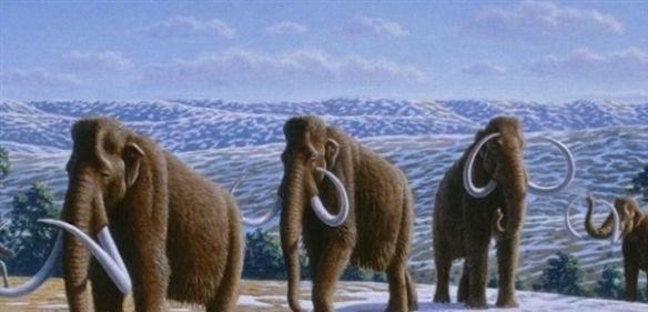  美国科学家要复活猛犸象，首批象崽将在北极放生，可能实现吗？