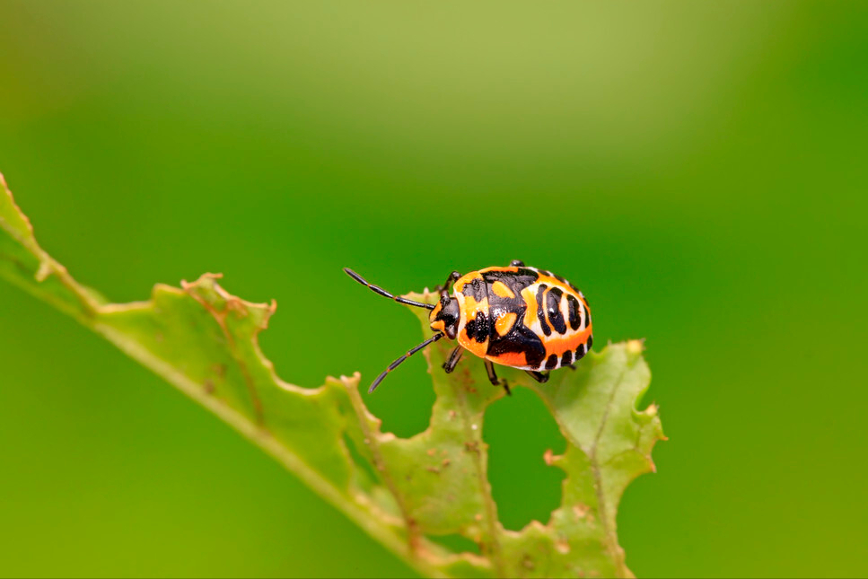 黄维 宇宙中真的存在造物者吗？杨振宁教授：造物者，我想是有的