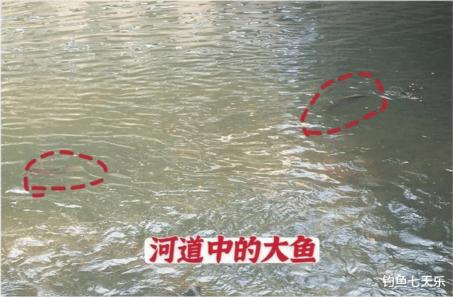 埃及|珠江“大鲶鱼”,被钓鱼人频频钓起!能不能吃?钓友:数数胡须的数量