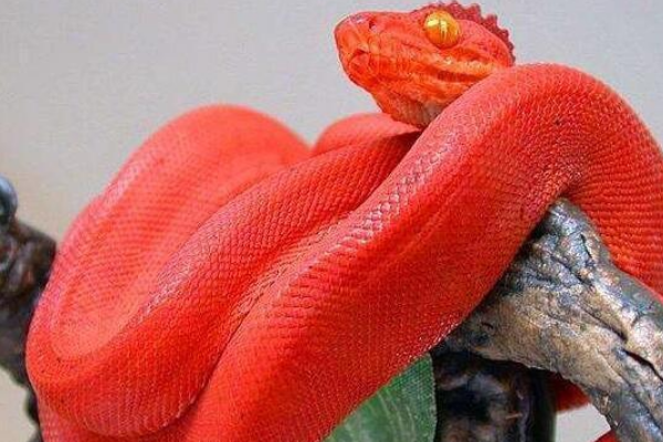 毒蛇 为何说鸡冠蛇是最毒的蛇？它真的存在吗？有没有人们口中那么可怕