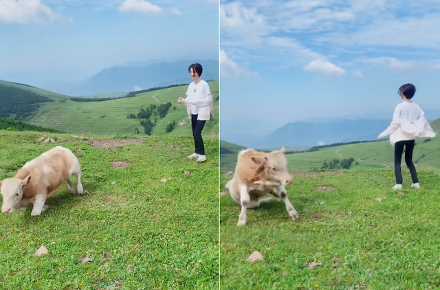 马思纯|39岁车晓草原上跳舞！吓到一旁黄牛直起身，皮肤白嫩瘦成纸片人