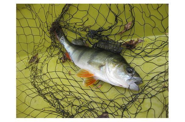 |[科学钓鱼]钓友们需熟记的99条钓鱼谚语术语句句经典