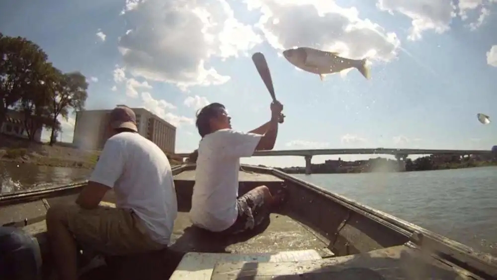 |在被中国鲤鱼肆虐的外国河流钓鱼,会是啥景象?钓友看完直接吓懵