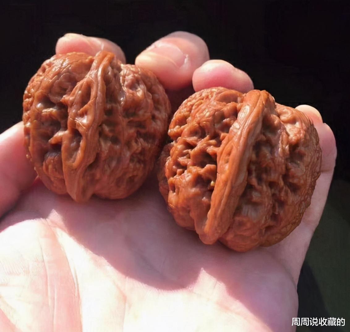 文玩核桃|文玩核桃小众品种真的都那么贵吗？实际上是这么一回事