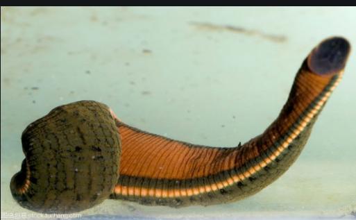 二氧化碳 它是八零后的噩梦，胆小的人被吓哭，却偏偏有人用它来治病