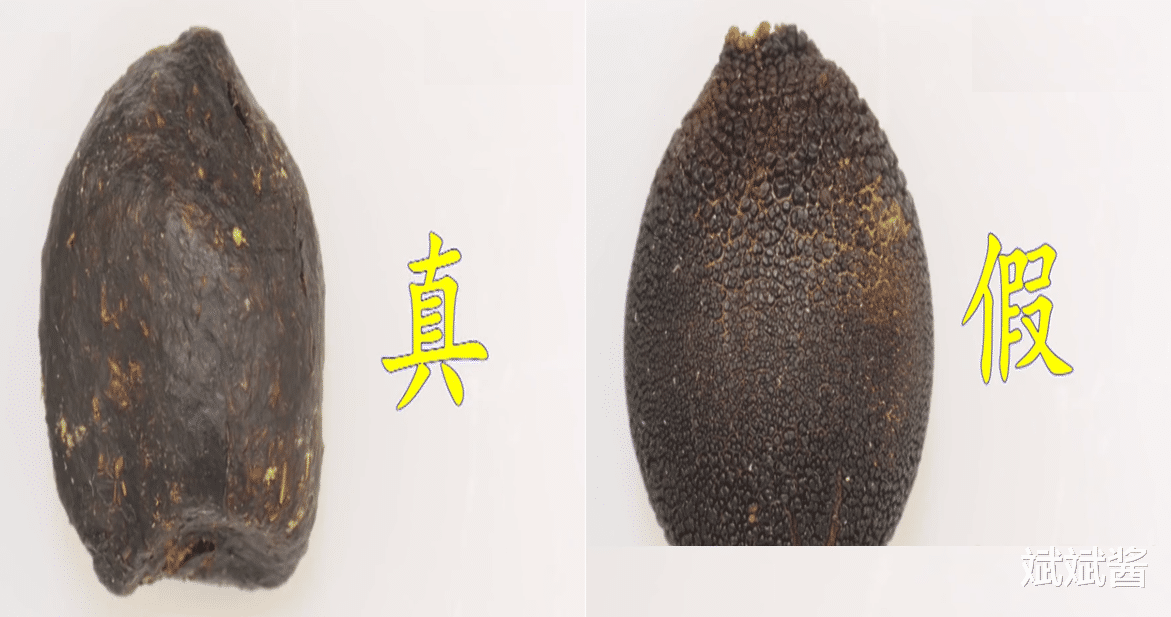 实验研究证明:屎壳郎不仅挑食还很任性,处理粪便的方式也不相同