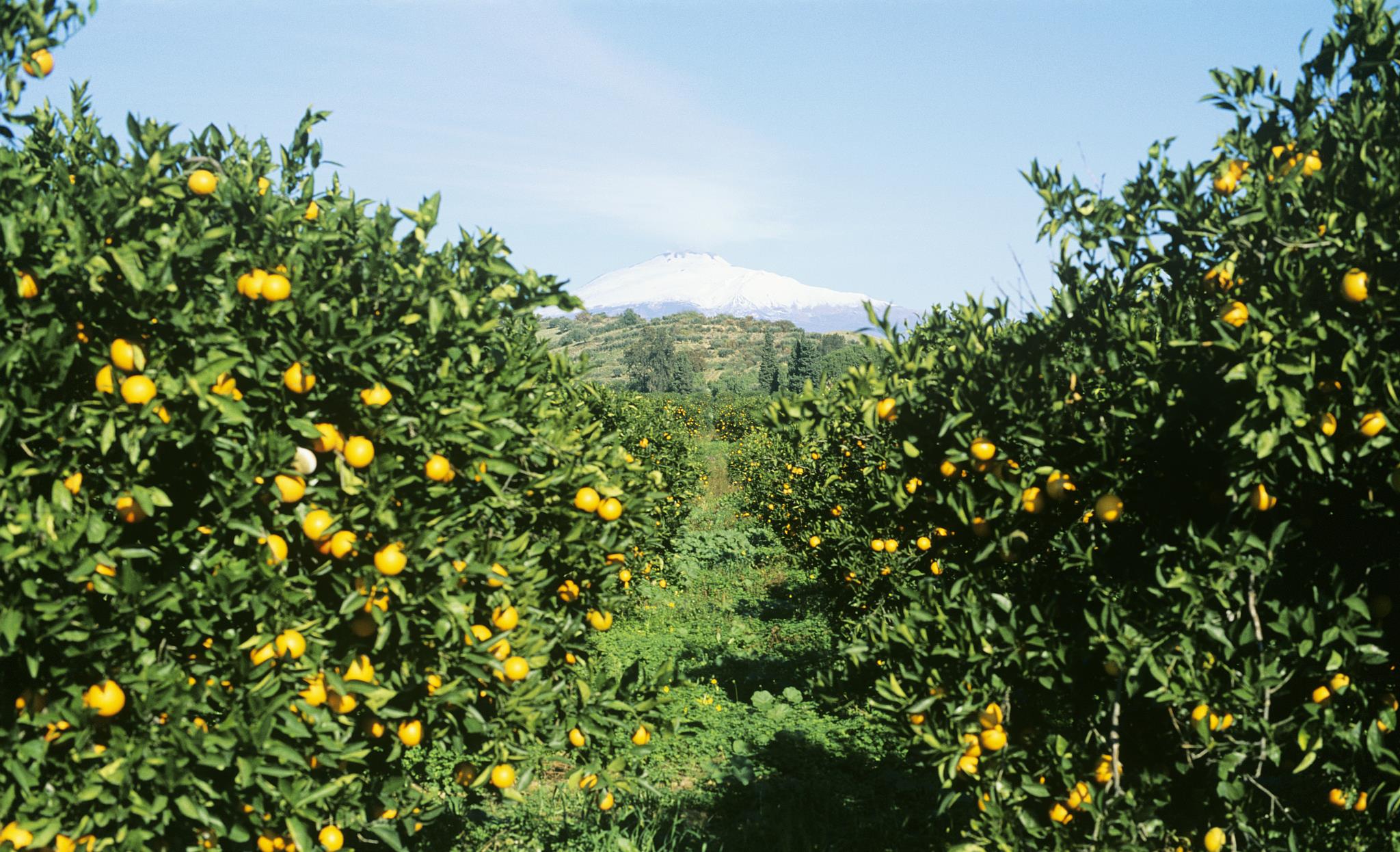 时尚家居TRENDS|明年想高产,挑选有机肥应该注意什么?