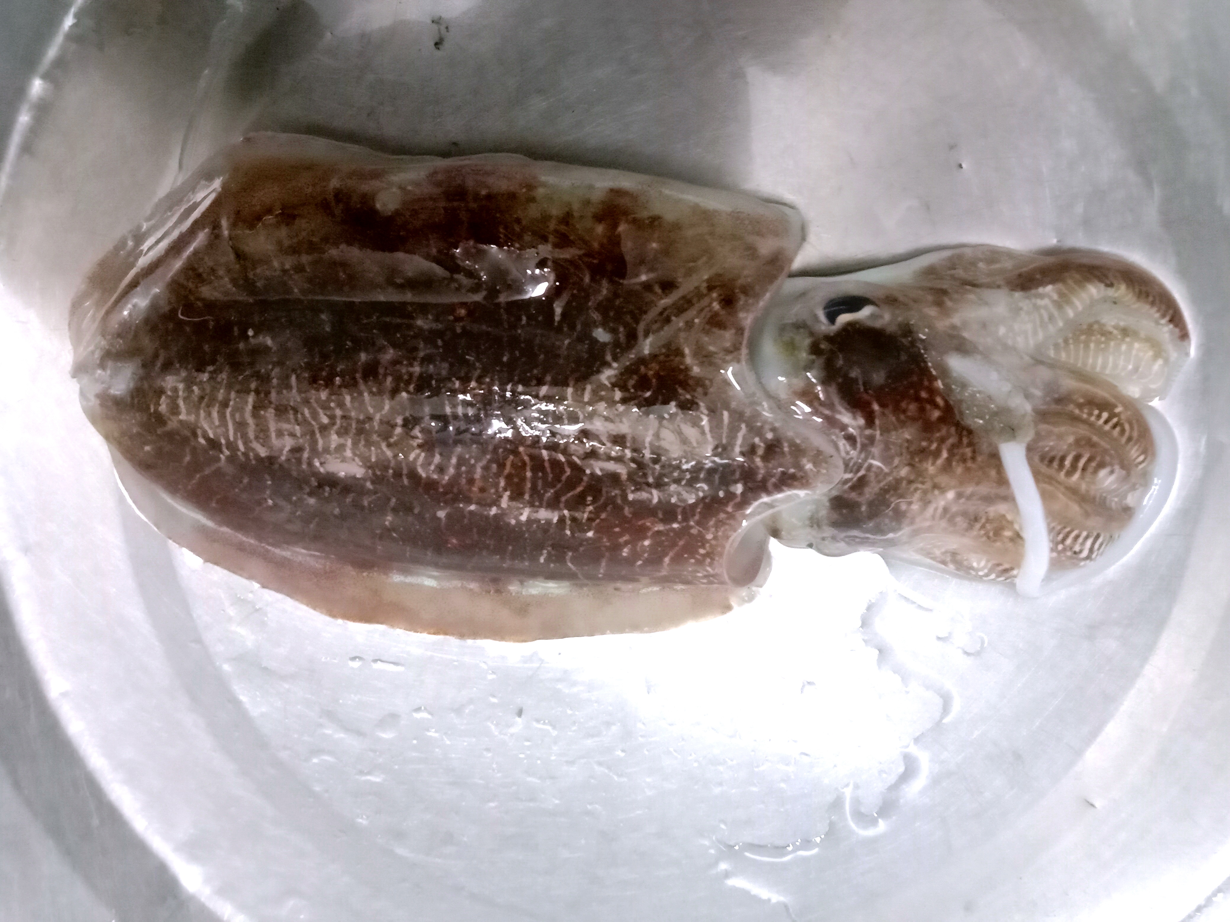 东莞|今年第一次夜钓，被鱼调戏一晚上，小伙拿来抄网直接抄上来