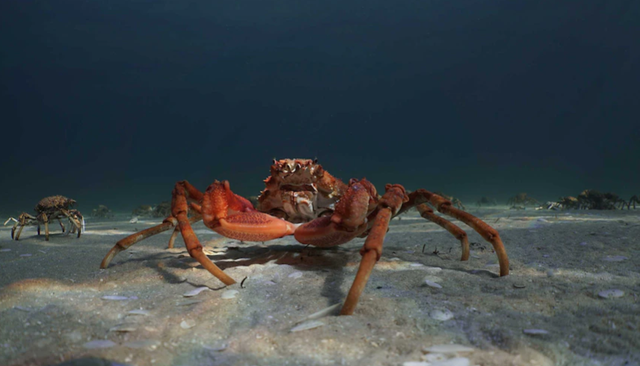 海洋生物 帝王蟹如果入侵全世界有多可怕?可以靠吃来“拯救世界”?