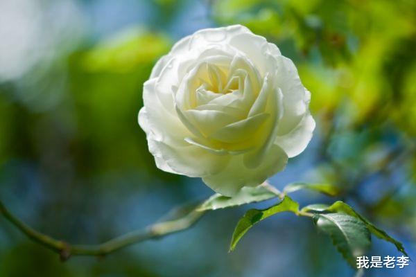 我是老李 2天后,吉星高照,突破瓶颈,财运旺盛的生肖,家庭幸福而长久