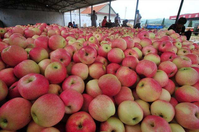 三伏天|三伏天水果不能乱吃,多吃这5种“伏果”,赶走暑气,安稳过伏天