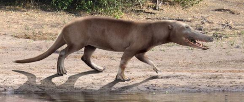 鲨鱼 鲸鱼：4000万年前的鲨鱼怎么也想不到，最大的对手竟来自陆地
