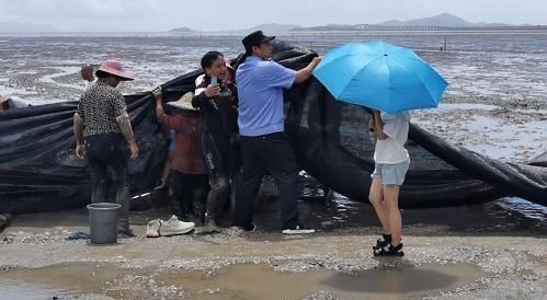 误入杭州江豚已不幸死亡!为何鲸豚类容易迷路、搁浅,营救困难?