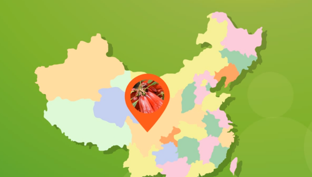 高高的厨房天地 世界独有3000多株，四川凉山新发现大量会东杜鹃，价值堪比大熊猫