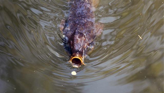 |一条鱼，对于我，就是一份思念