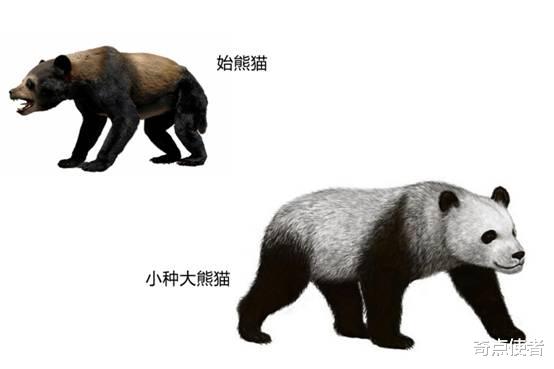 熊猫竟是“伪装者”!专家:黑白皮毛是为了躲避天敌,对手是谁?