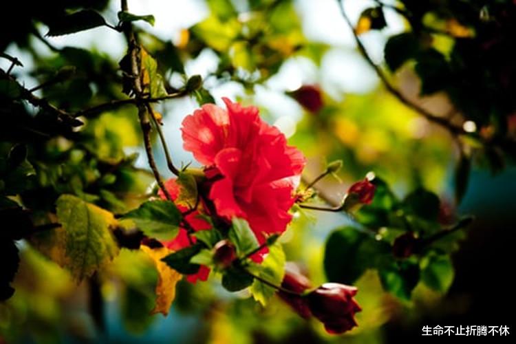 生命不止折腾不休|别人的孩子比自己的孩子重要!