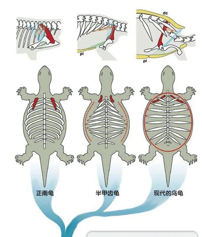  乌龟是如何成为科学家们的“噩梦”的？堪称进化论的终极BUG