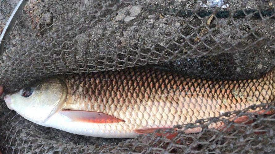 梅州|梅州河道泰鲮呈爆发之势，钓鱼人：下竿就有，还有人闻讯请假钓鱼