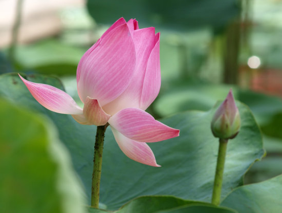 属鸡|进入7月，4属相有好运来袭，财旺、运旺、桃花旺，福气满满