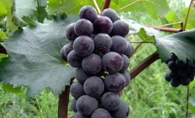 水果|患有胃炎的人这4种水果不妨多吃，不但能够修复胃黏膜，还能健脾开胃