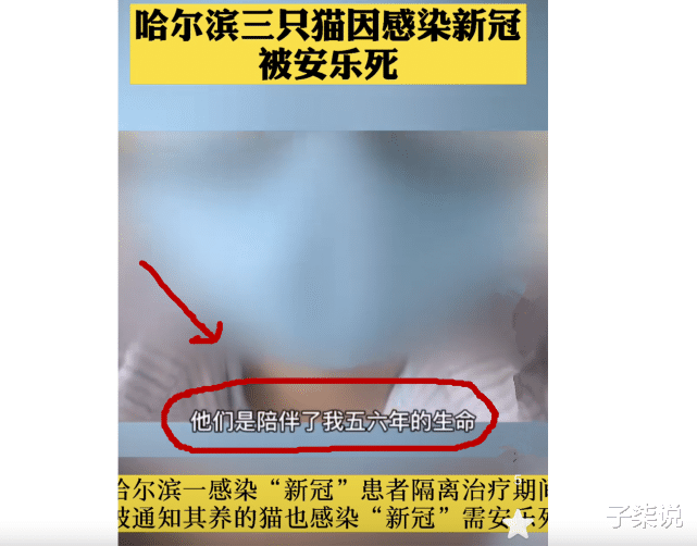 安乐死 家里3只猫确诊后安乐死，女子拒绝签字并质疑：为什么我的猫不能救治？