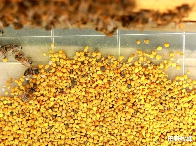 田野牧蜂|蜂花粉怎么用? 蜂花粉的最好服用方法